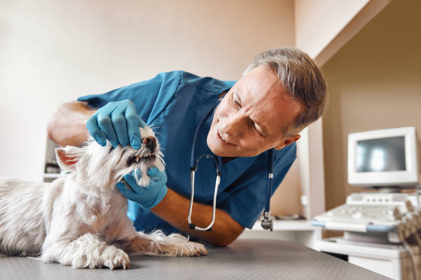 Best Broken or Chipped Tooth Repair in Garrison, MD